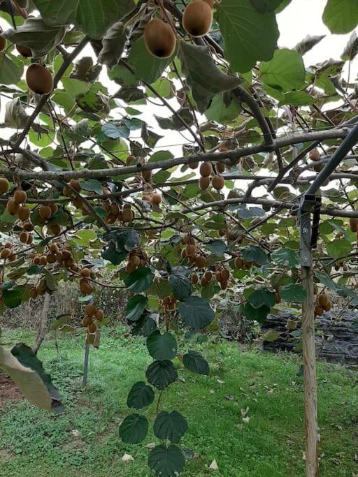 La Casa De Arantza Con Jardin Y Wifi * Ispáster